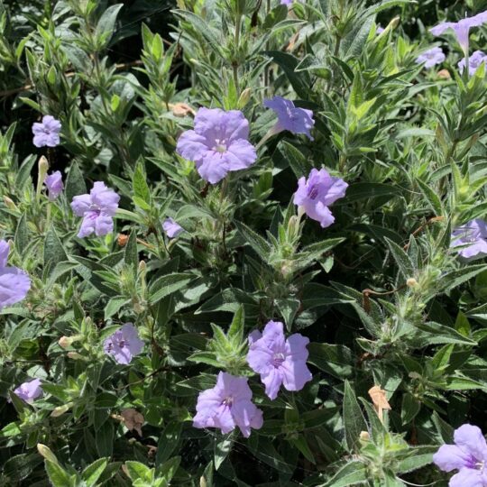Wild Petunia