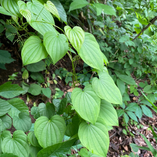 Wild Yam